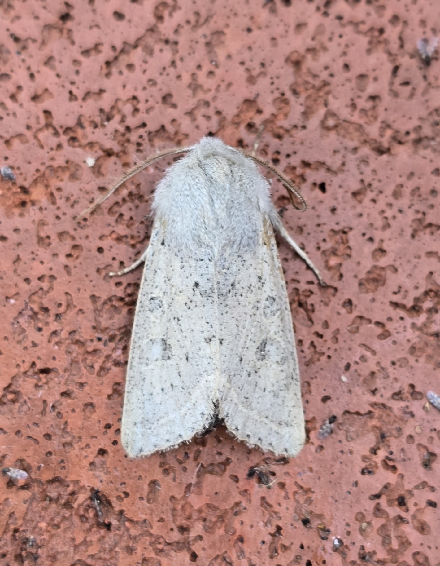 Photo of Powdered Quaker (Orthosia gracilis)